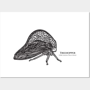 Treehopper with Common and Latin Names - bug on white Posters and Art